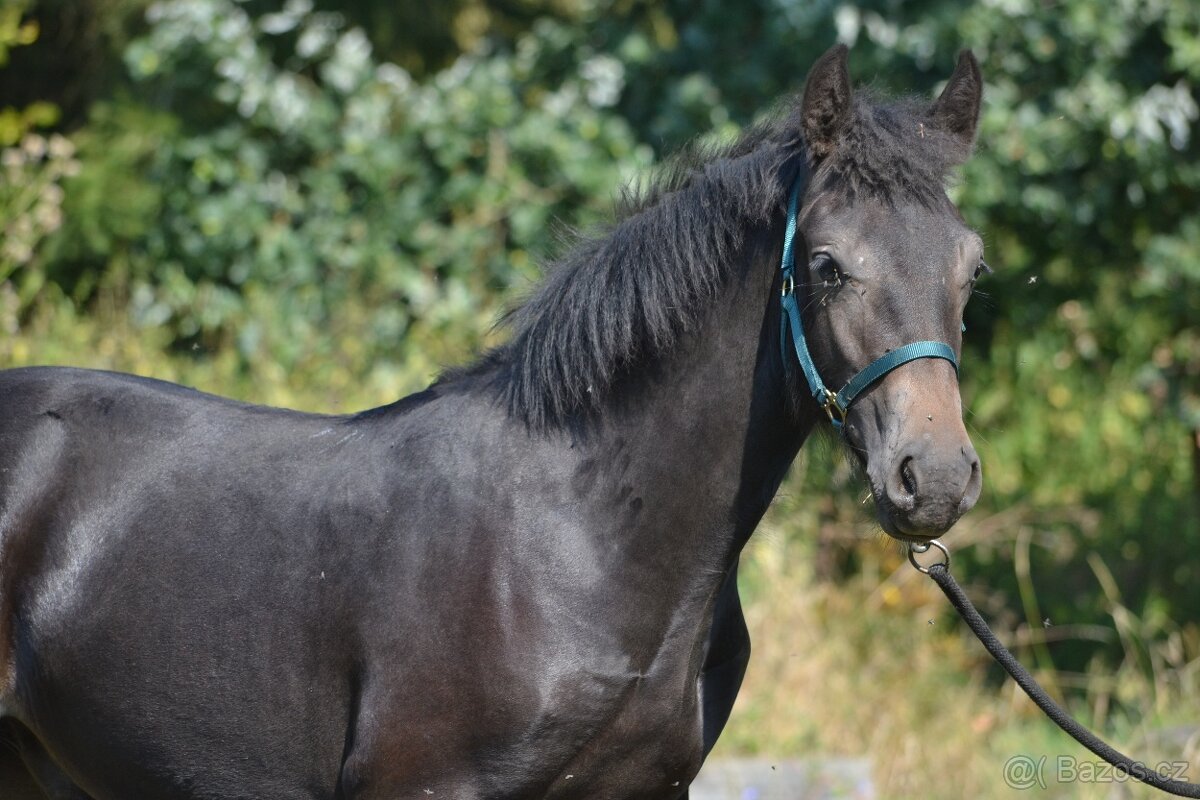 Welsh cob