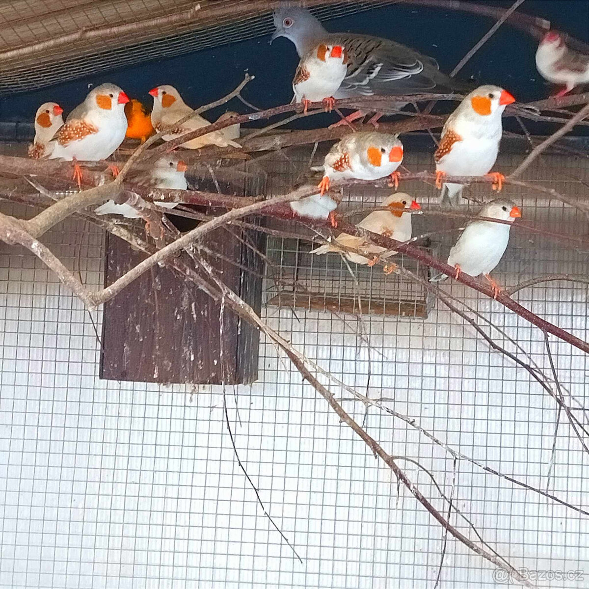 Zebřička pestrá pinguin a izabela