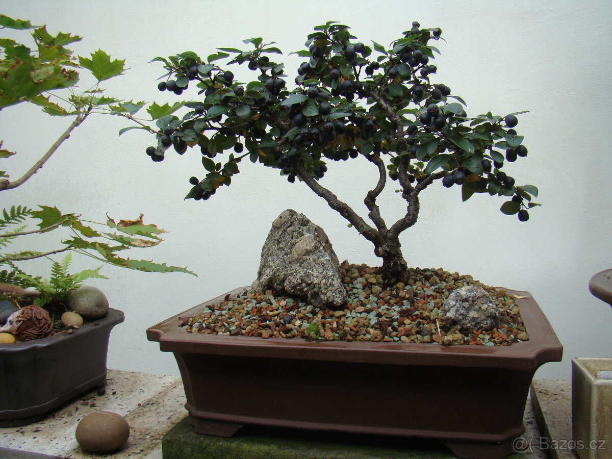 Skalník celokrajný bonsai