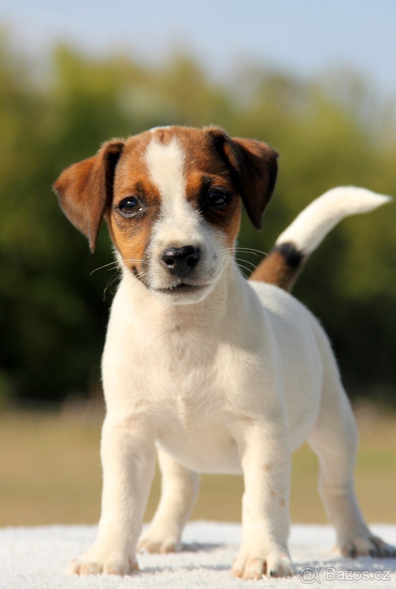 Jack Russel Terier