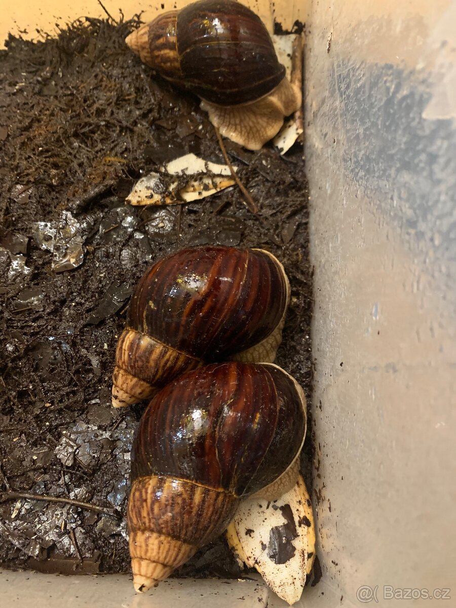 Šnek africký (lisachatina imaculata)