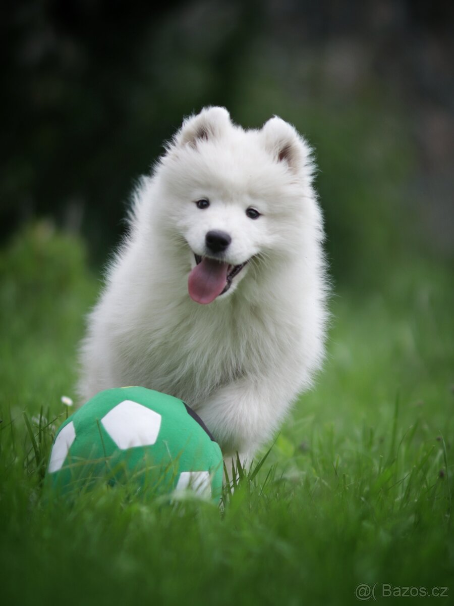 Samojed s PP - odběr ihned