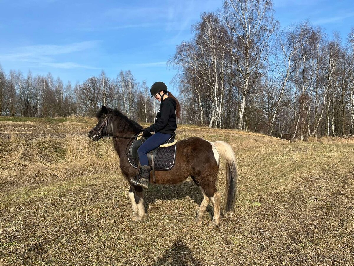 Pony klisna, 14 let