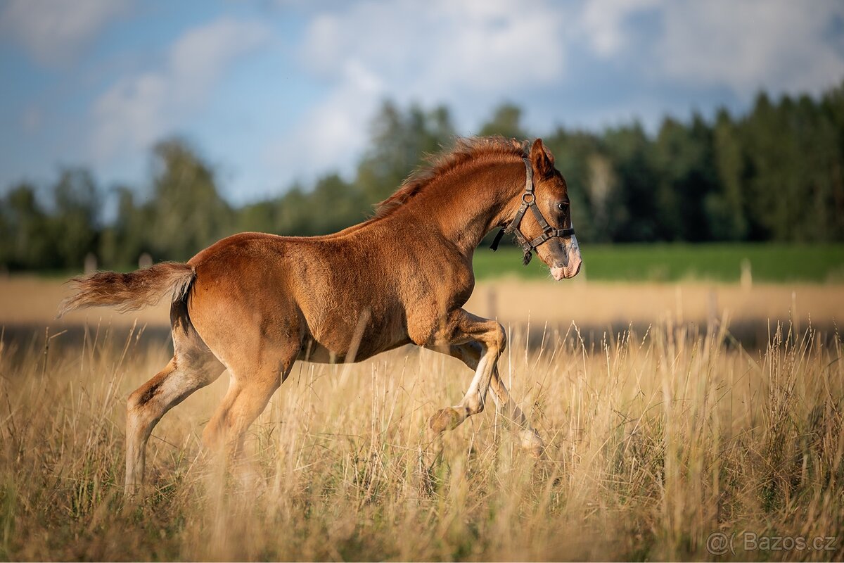 Letošní hřebeček Welsh pony of cob type