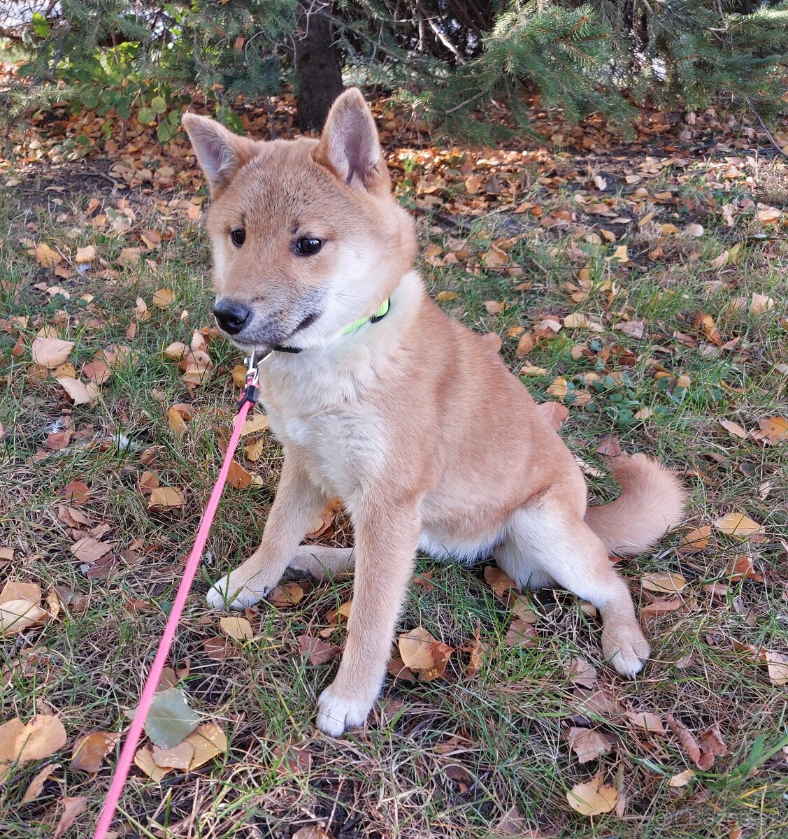 Shiba inu