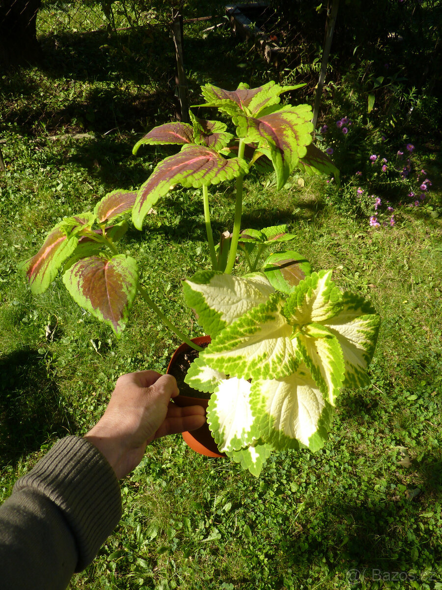 Africká kopřiva coleus - pokojová rostlina