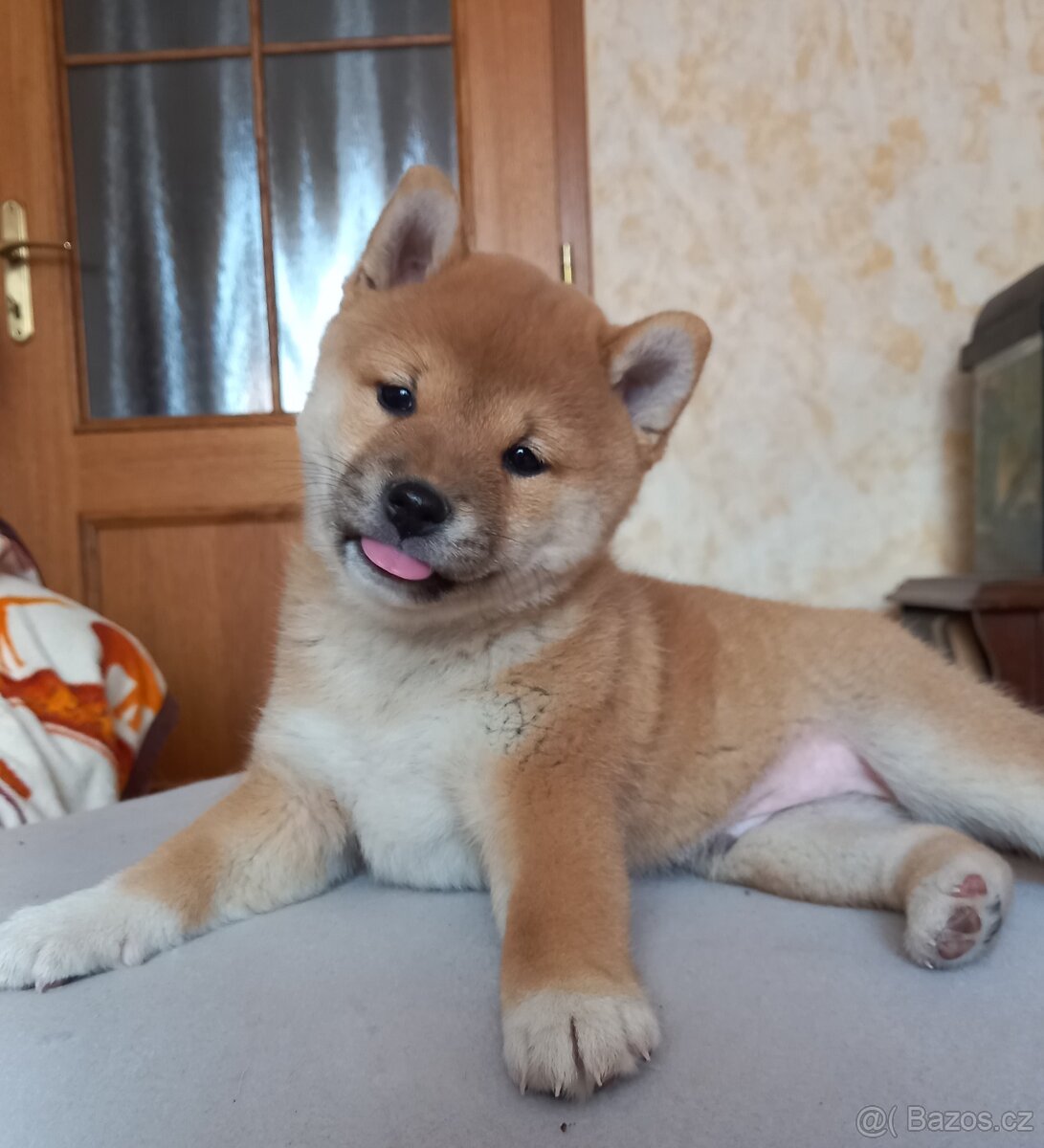 Shiba Inu