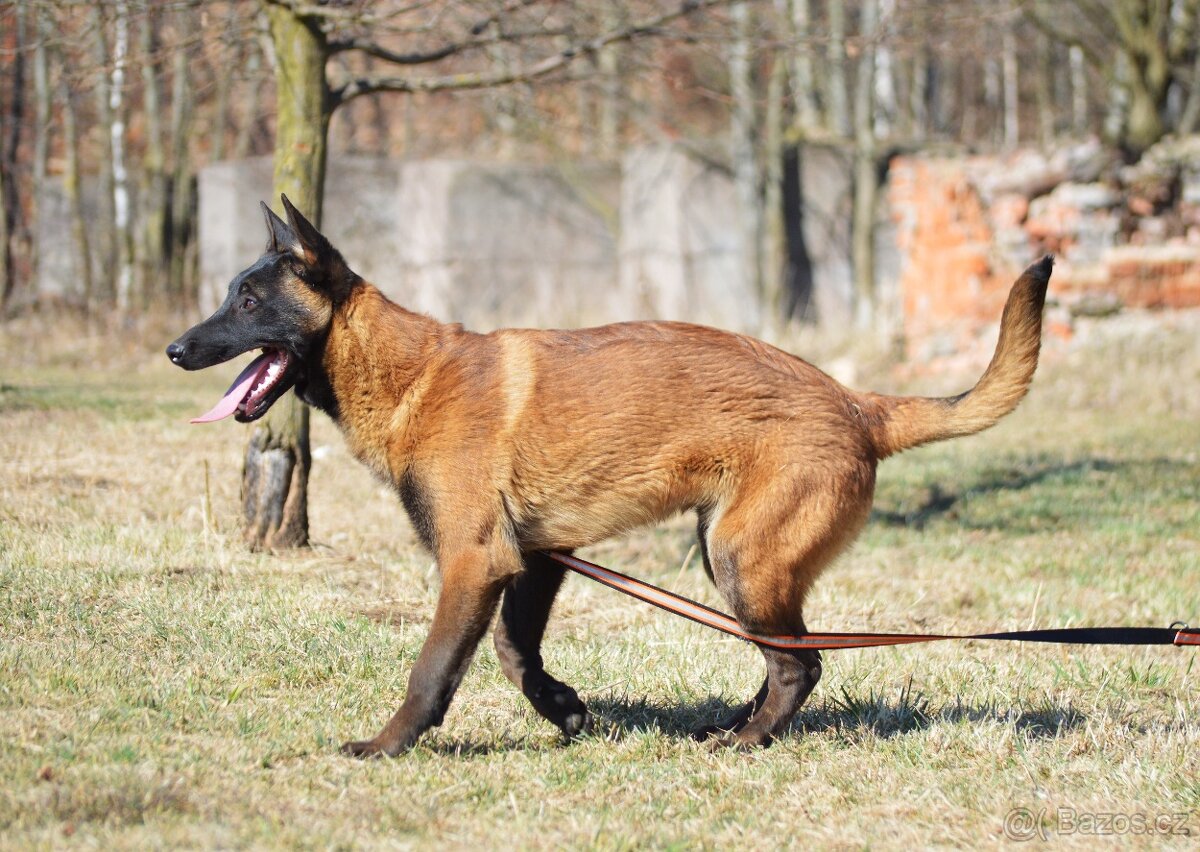 Belgický ovčák MALINOIS  s PP