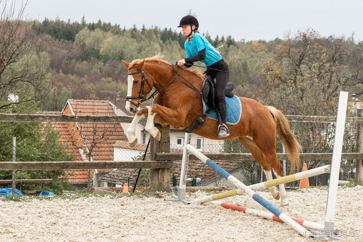 klisna WPBR, nar. 16.6. 2018, HPK