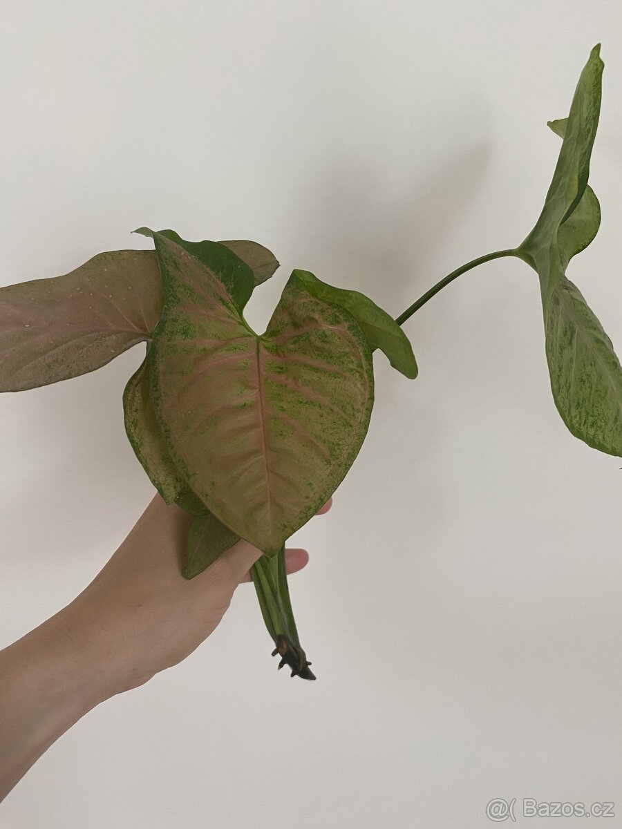 Syngonium pink margarita