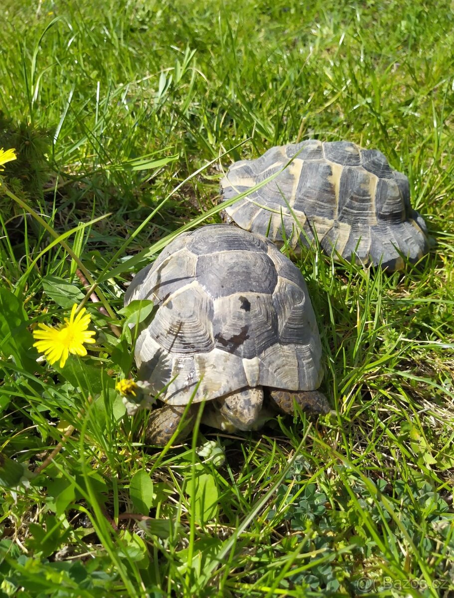 Koupim želvu žlutohnědou.Děkuji