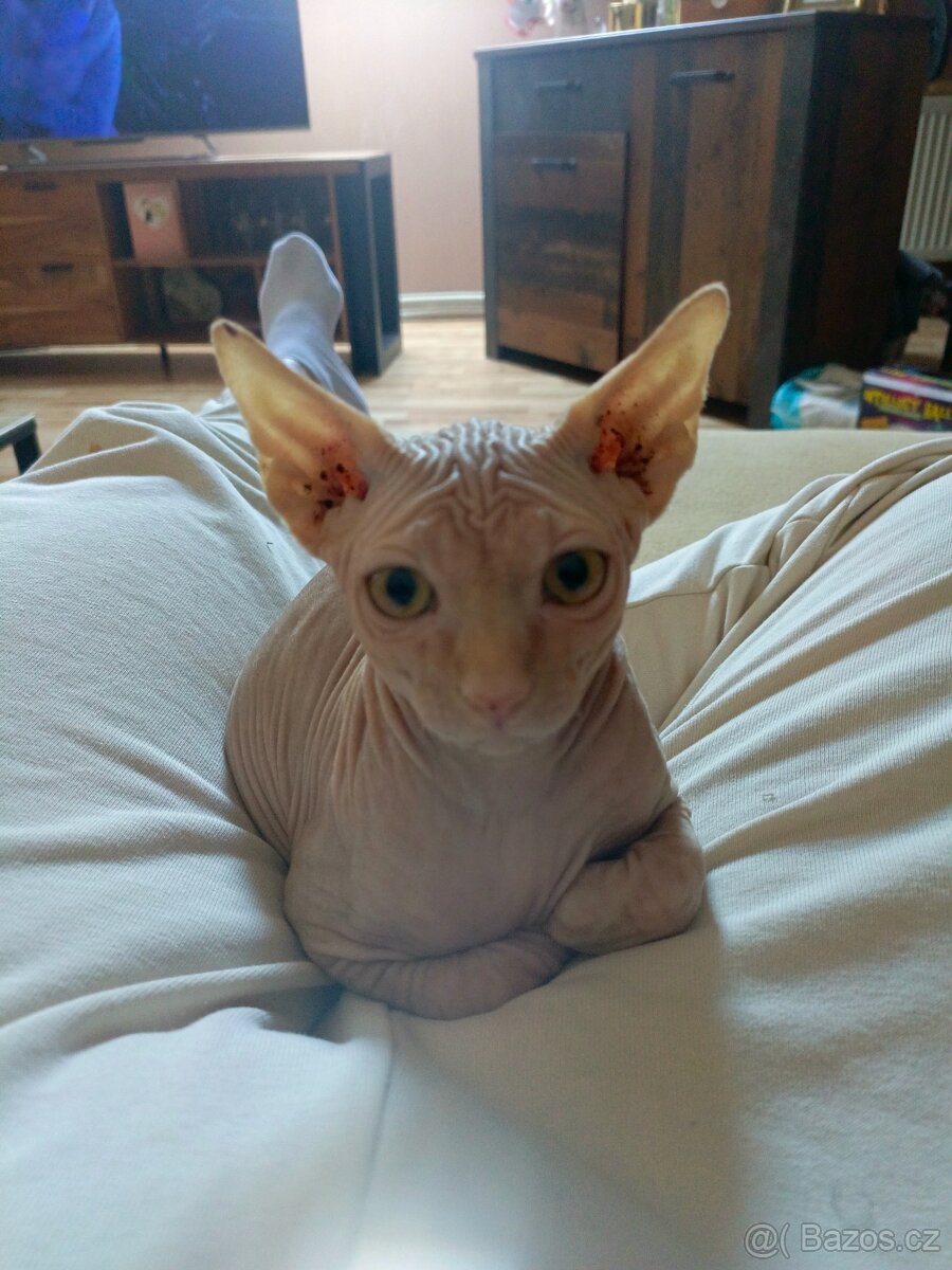 Sphynx