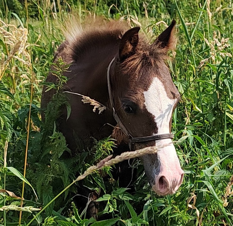 Klisnička Welsh pony, sekce B na prodej