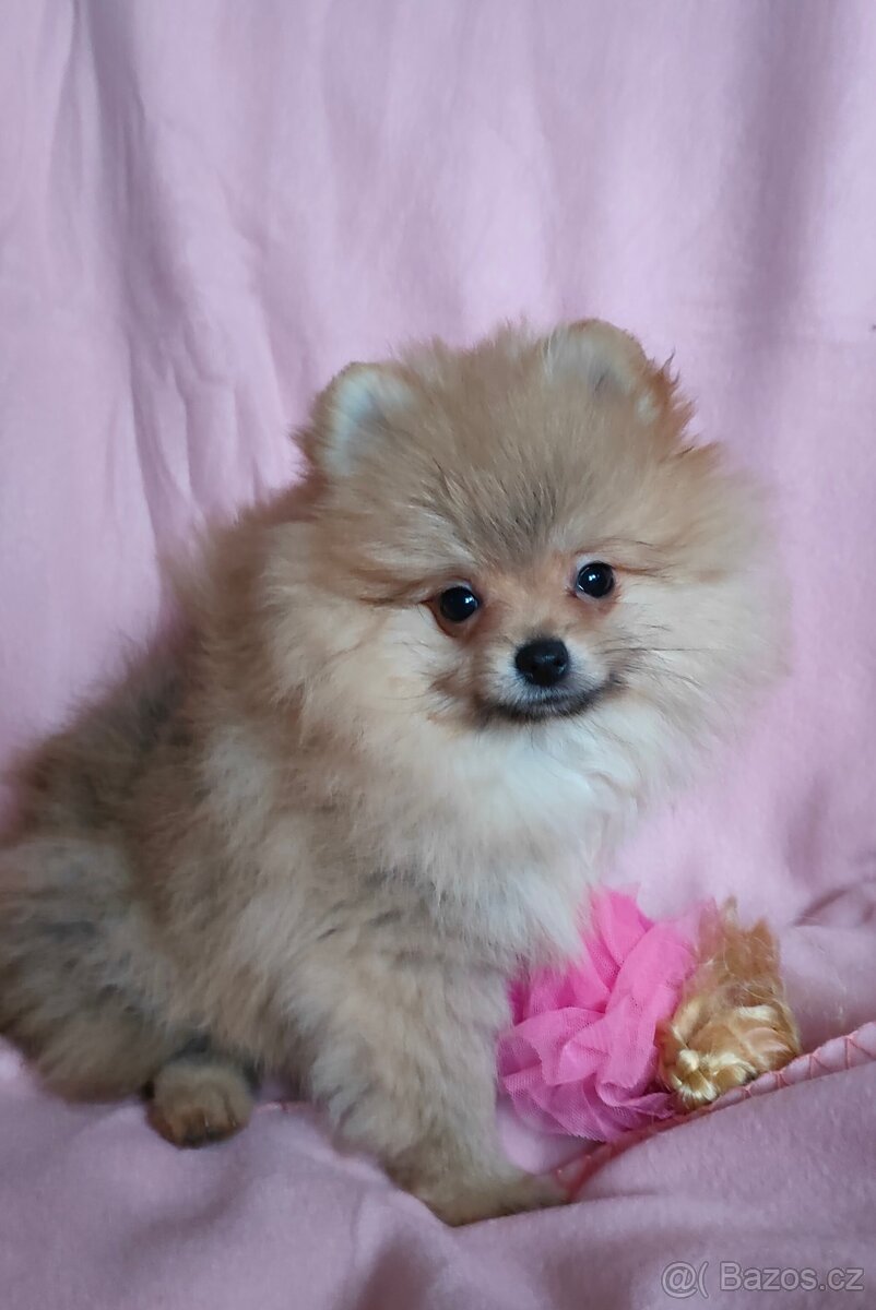 POMERANIAN