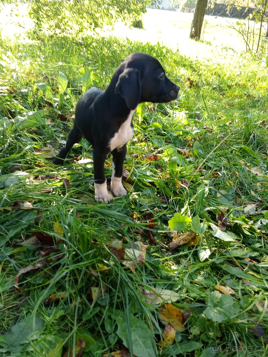 Border kolie x labrador