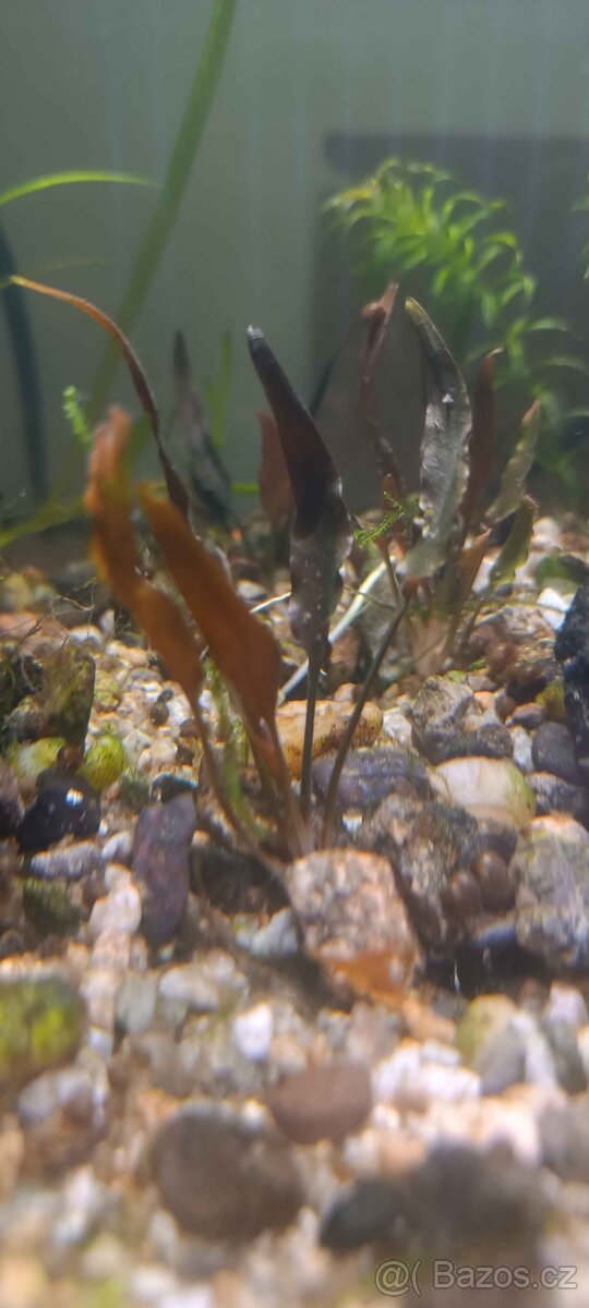 cryptocoryne (Akvaristika)