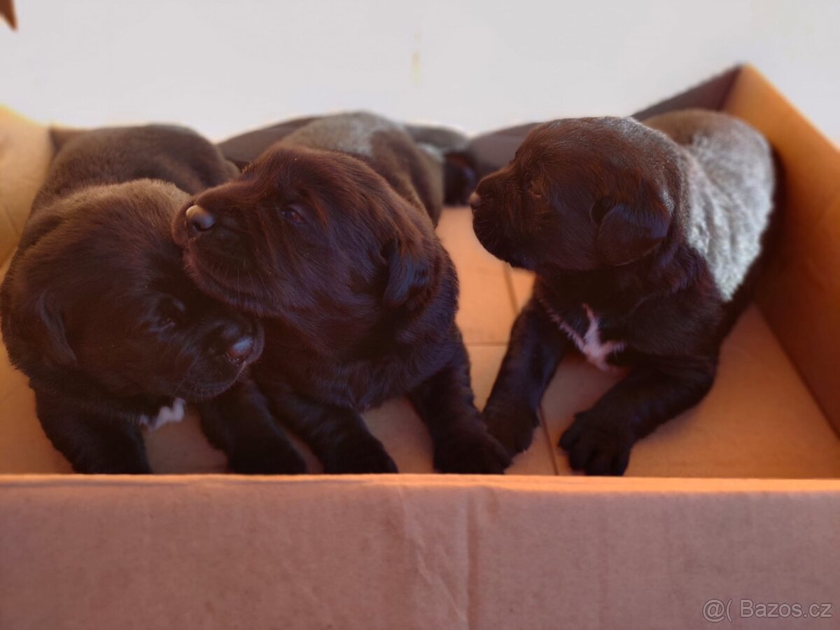 Labrador s neměckým ovčákem