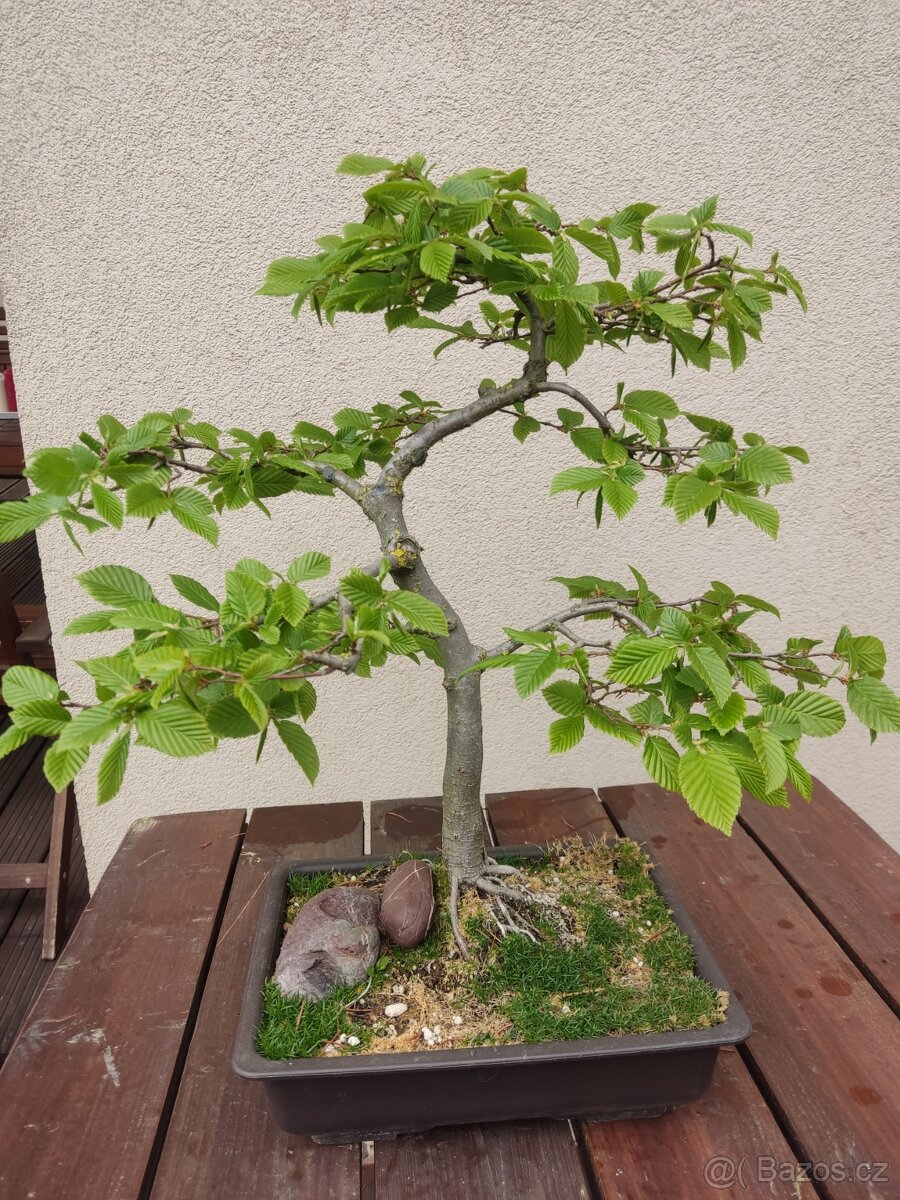 Bonsai Carpinus betulus habr obecný 2