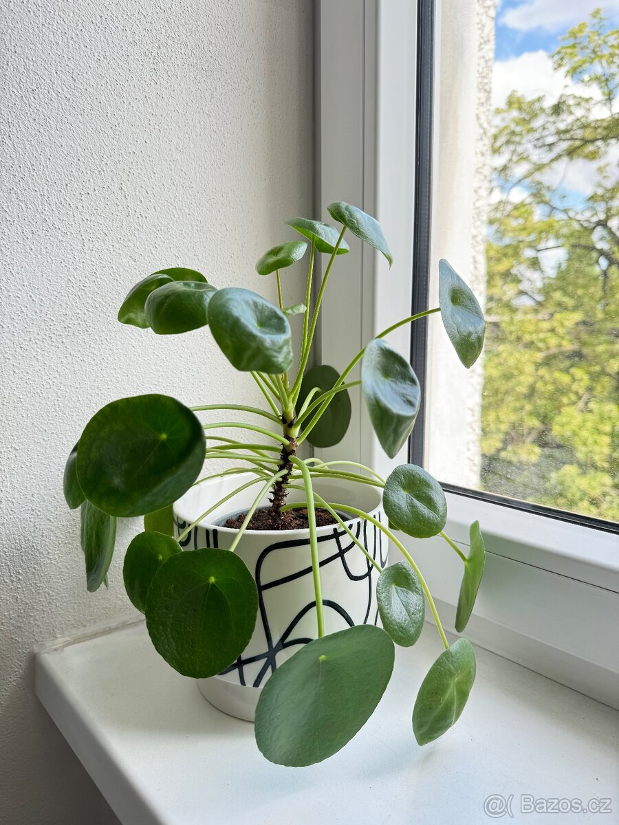 Pilea peperomioides