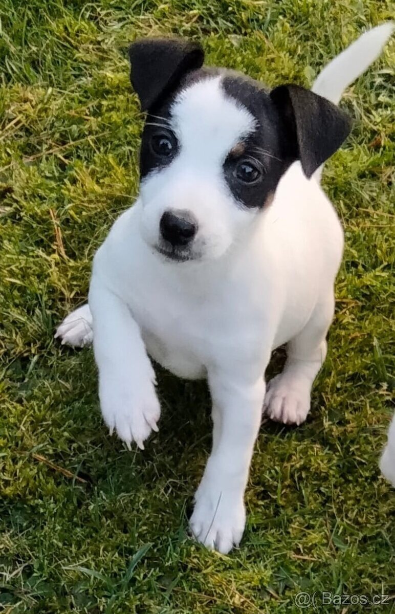 Jack Russel terier, feňulka