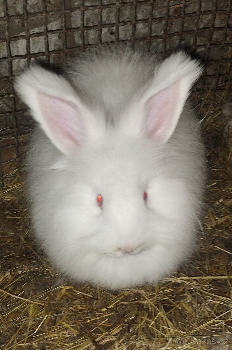 Angora (Angorský králík)