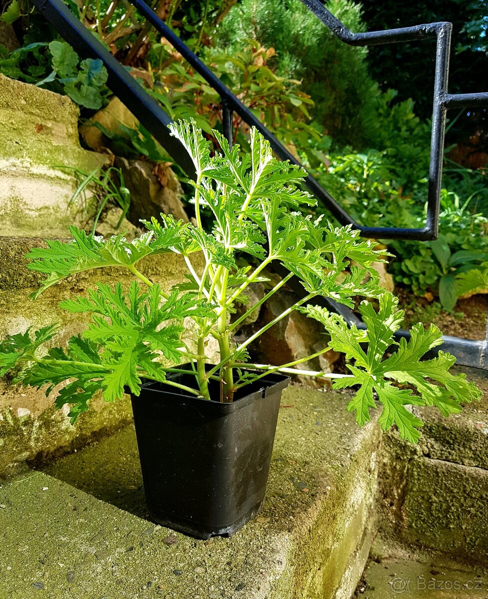 muškát, muškát vonný, citronový, Pelargonium citronellum