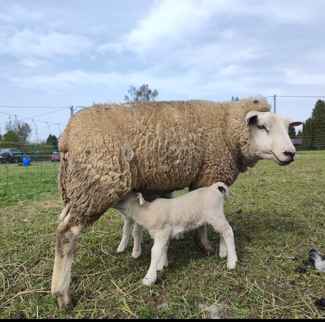 Bahnice Texel 100% s POP