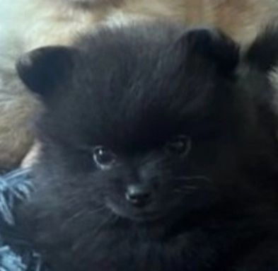 Pomeranian