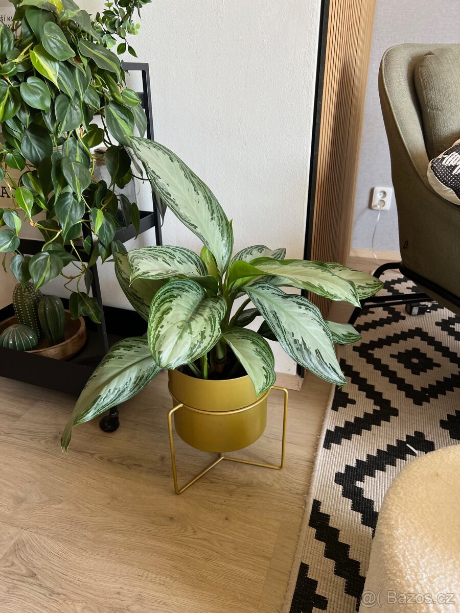 Nádherná AGLAONEMA s i květináčem.