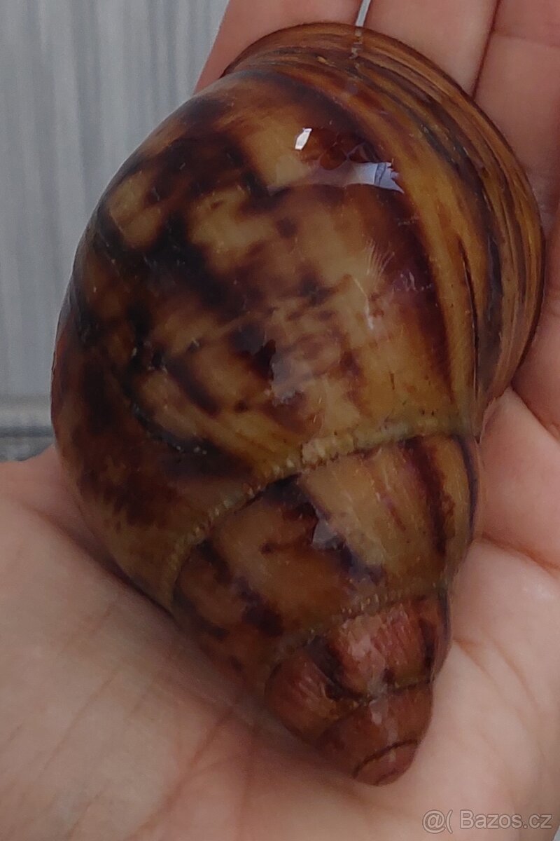 Archachatina marginata suturalis dark body