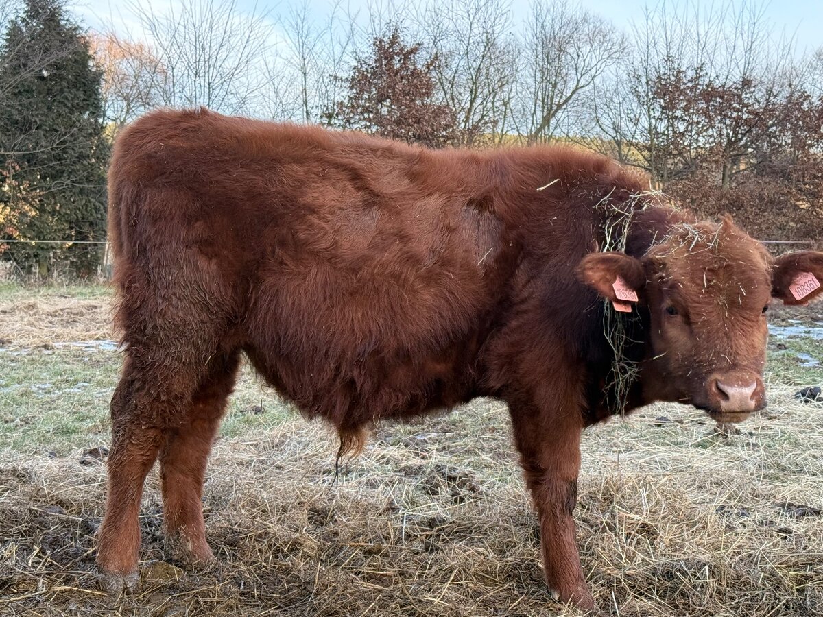 Býk kříženec Angus 10 měsíční