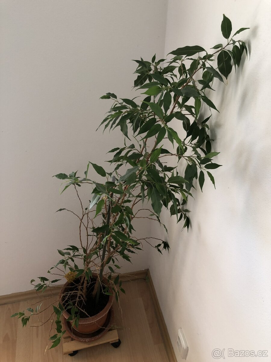Ficus Benjamin 110 cm
