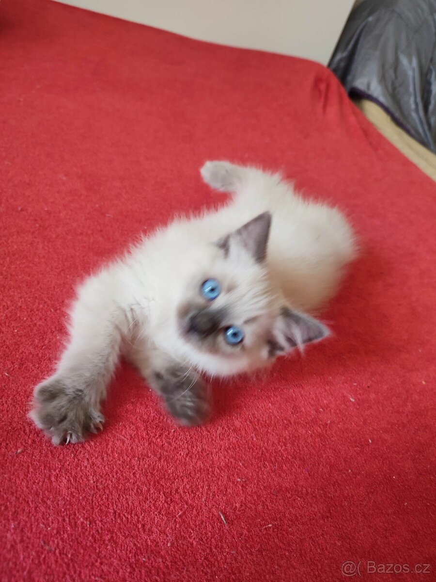 Ragdoll Blue colorpoint kočička