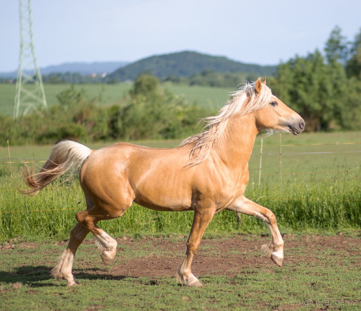 Dvouletý welsh part bred