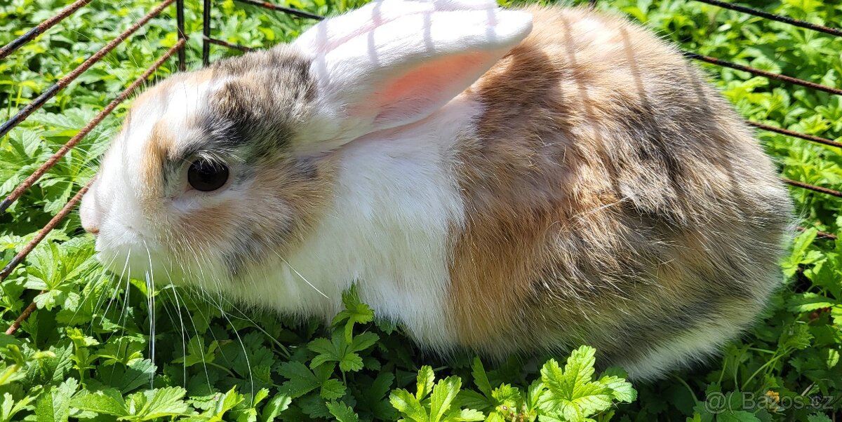 Zakrslý králík sameček