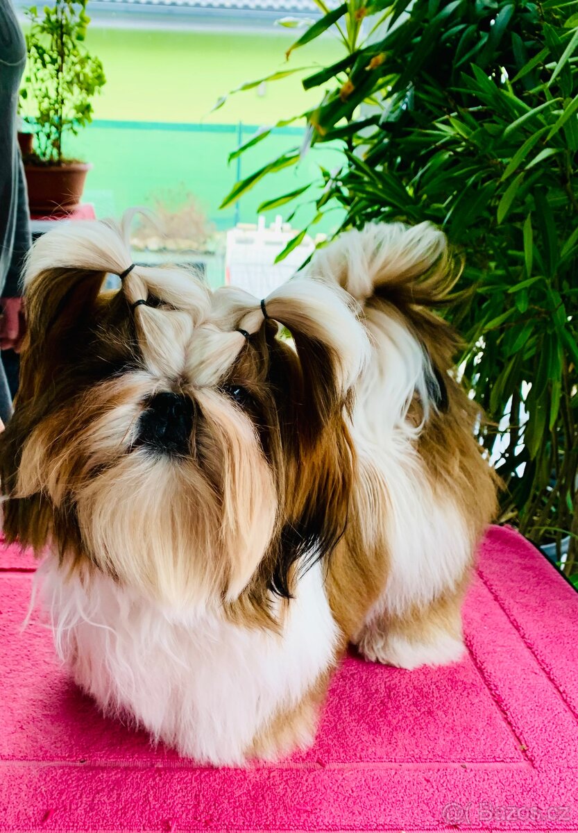 Shihtzu s PP