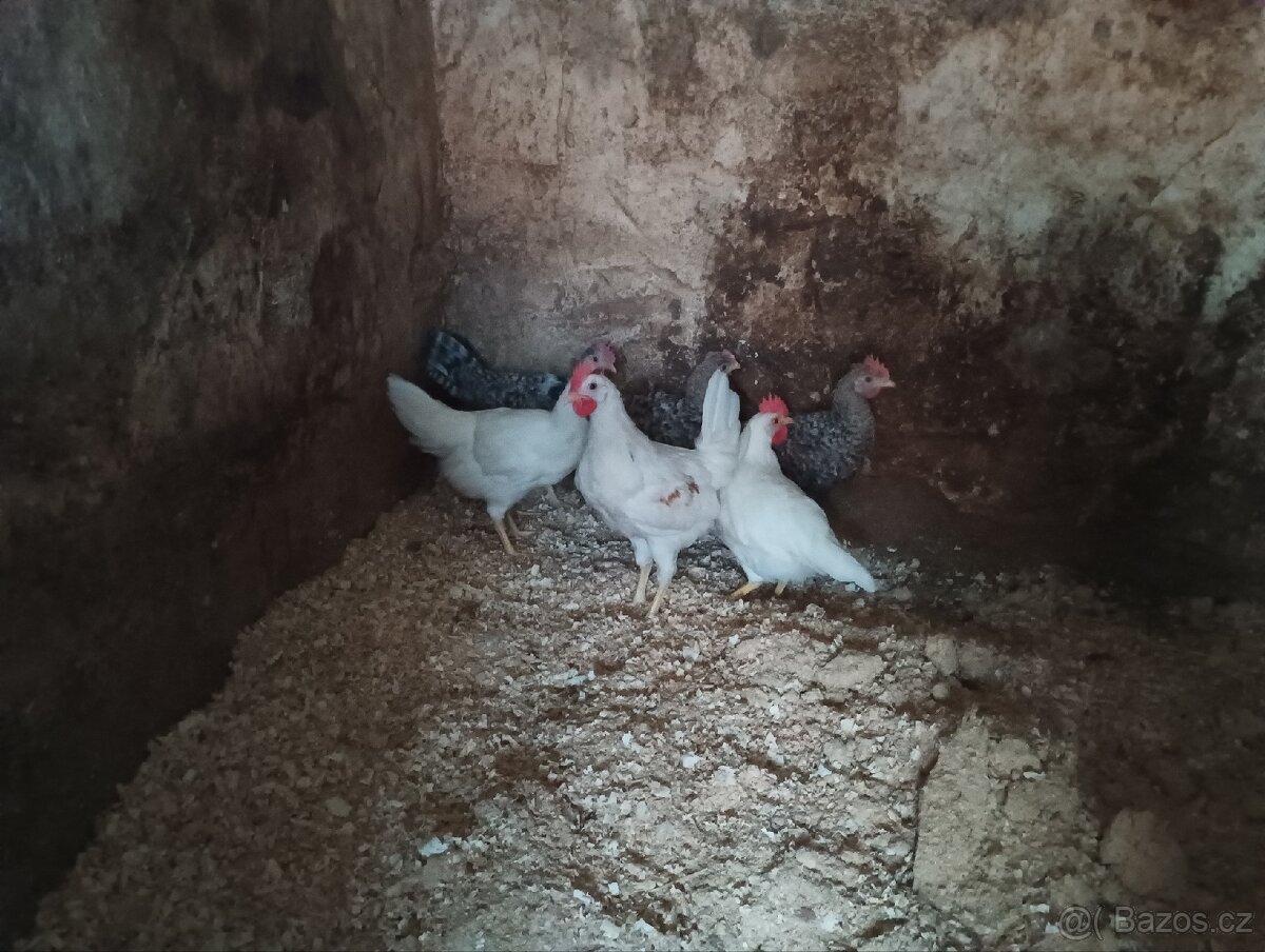 Kohoutci plemene legbar a leghorn