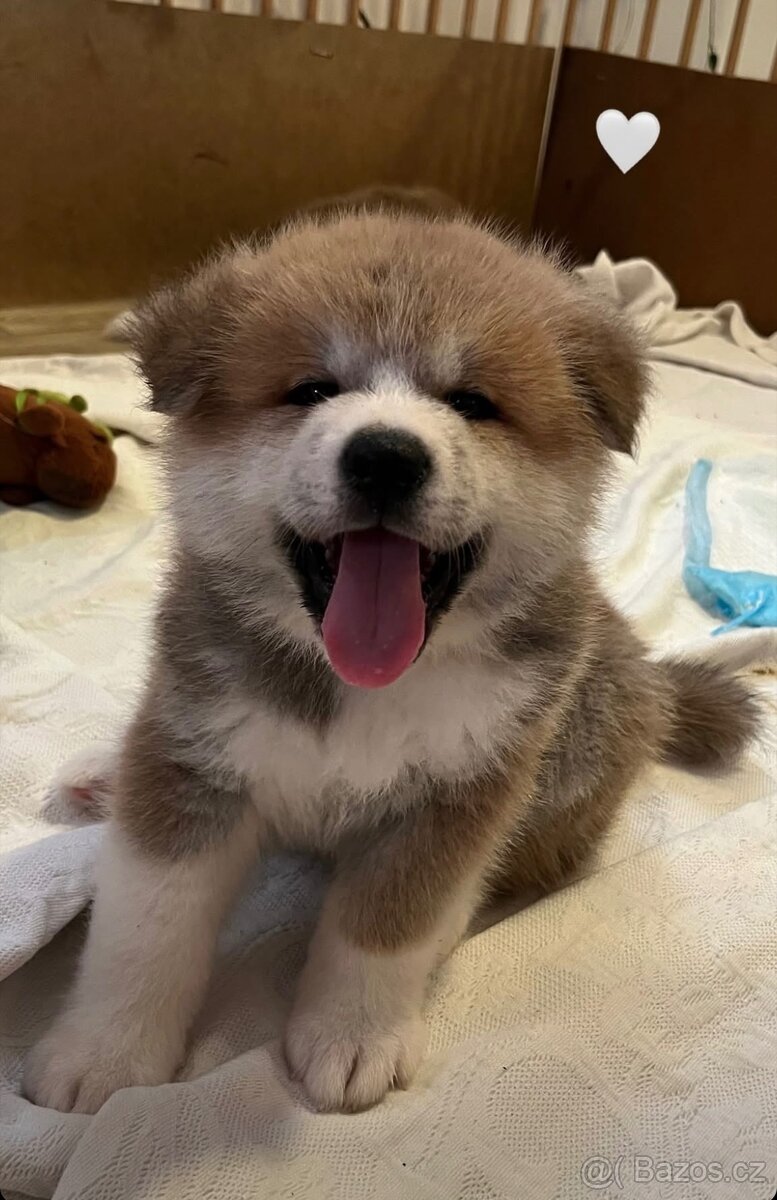 Akita Inu