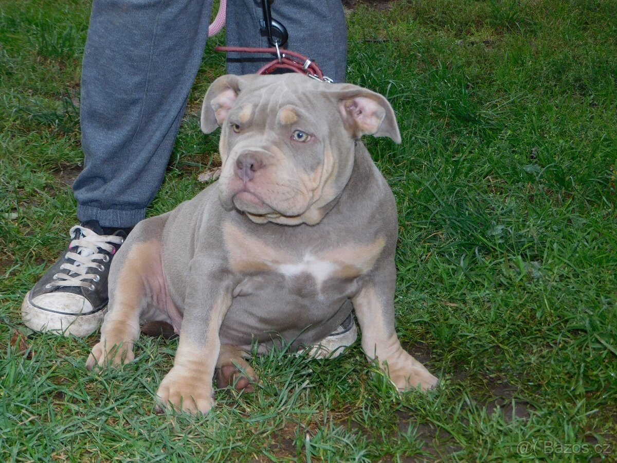 Štěňata American Bully Pocket Exotic Top