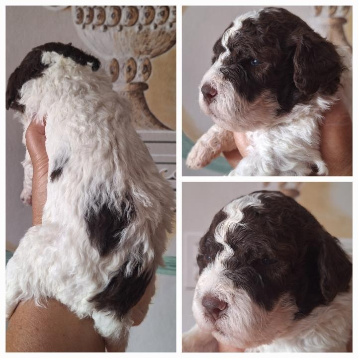 Lagotto romagnolo štěňata - fenky