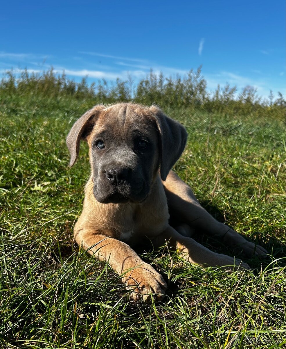 Cane corso s PP