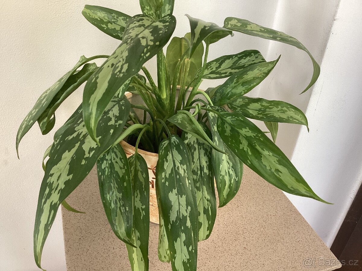 Aglaonema Maria