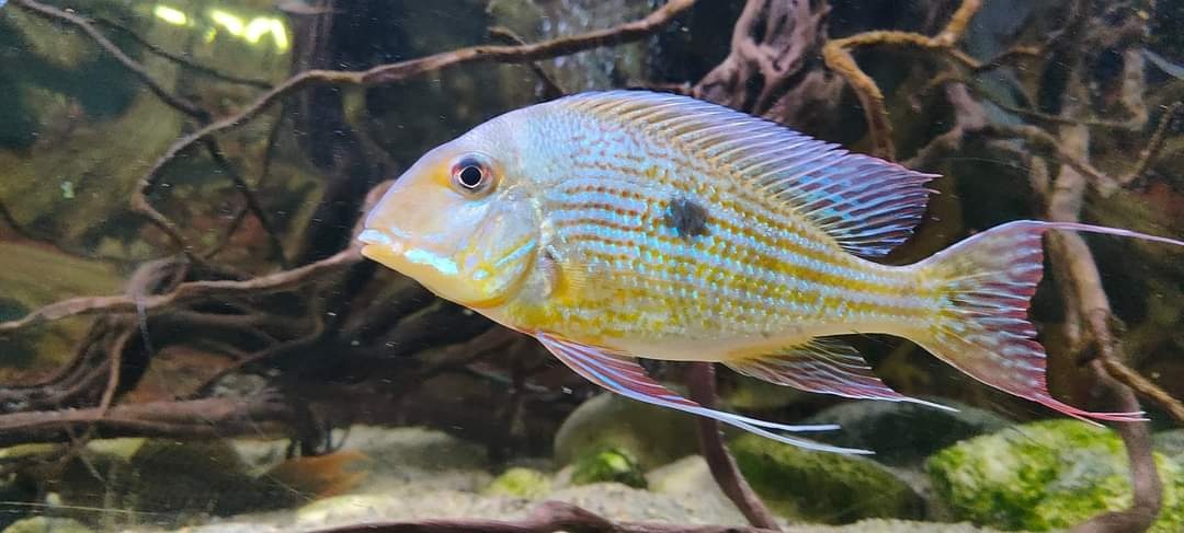 Geophagus abalions f1