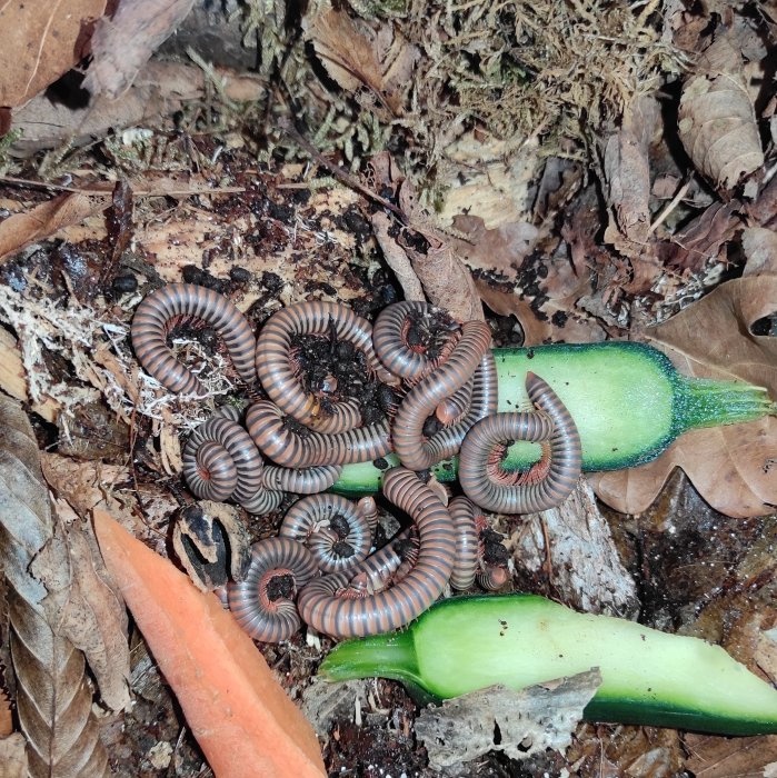 Atopochetus spinimargo thailand