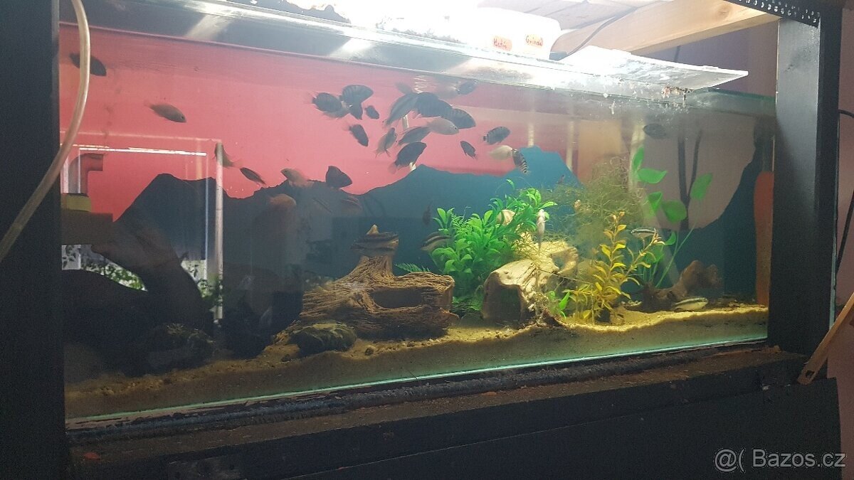 Akvárium zařízené včetně ryb délka 1m