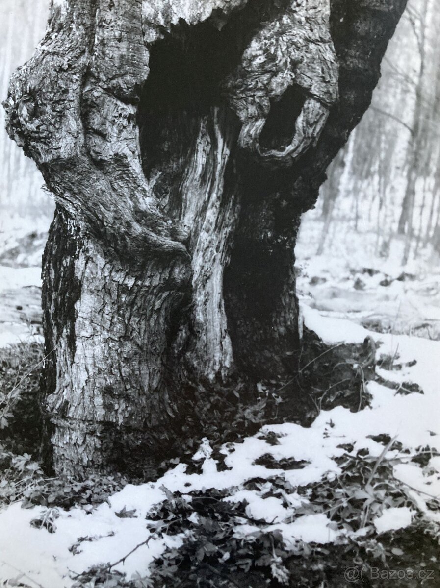 Fotografie Irena Bluhová (1904-1991)