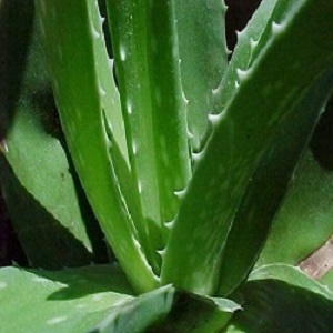 Aloe vera - Léčivá rostlina (rostliny)
