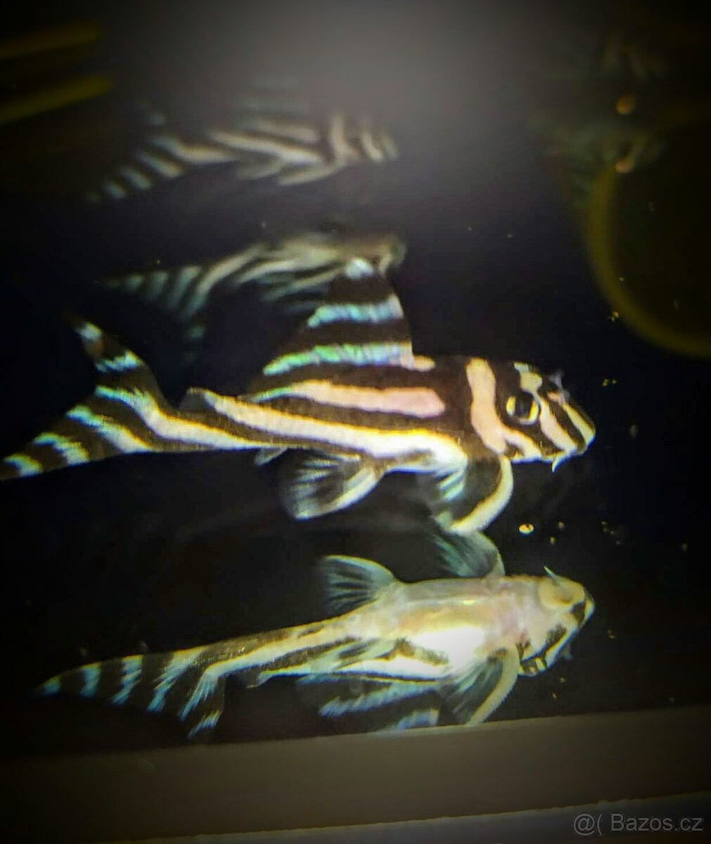 L046 ZEBRA PLECO   celkem 36 KS