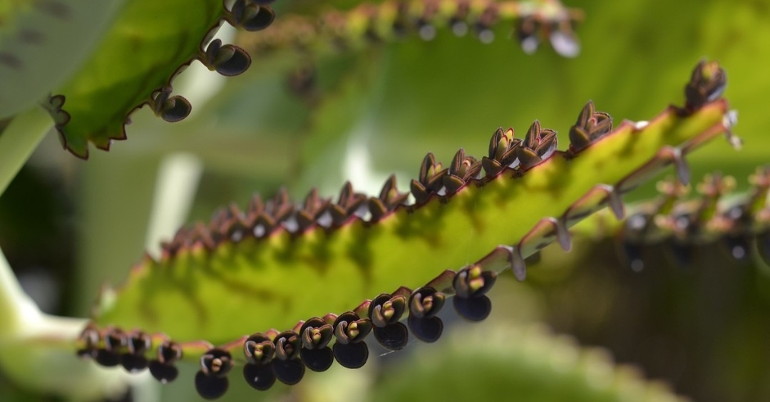 Kalanchoe Kalopejka Náduť