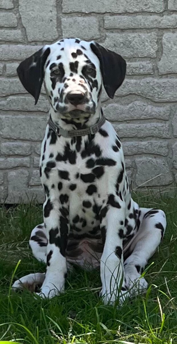 Dalmatin štěně s PP